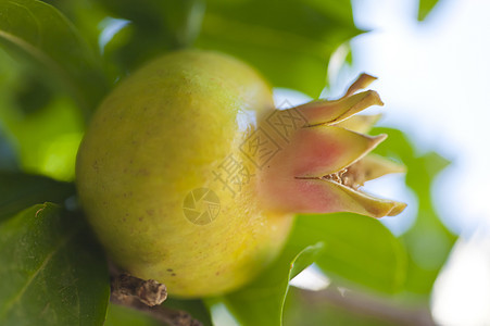 石榴果味绿色热带植物学植物植物群食物叶子图片