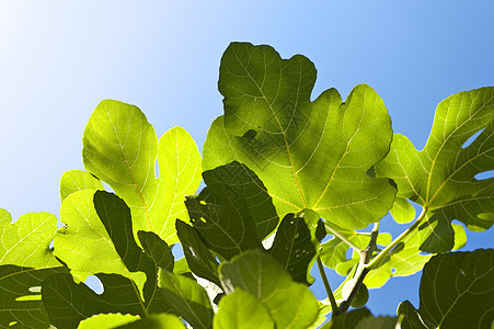 图树绿色树叶植物群热带植物蓝色植物学食物果味图片