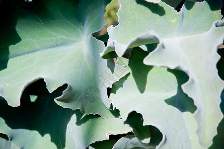 叶子植物群纹理植物绿色植物学区系图片
