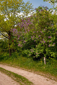 利拉植物群花朵花束植物树木紫丁香长老区系植物学图片