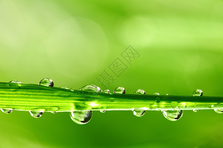 大水滴花园生长叶子气候雨滴草本植物液体背景宏观植物图片