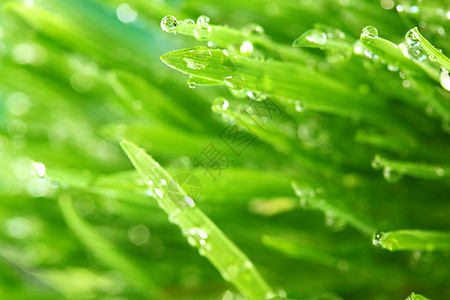 树本背景阳光反射植物刀刃花园草地生长气候水滴草本植物图片