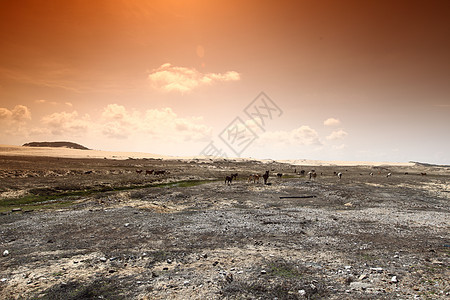 沙漠山羊沙漠自由农场石头农业荒野土地旅行山羊动物图片