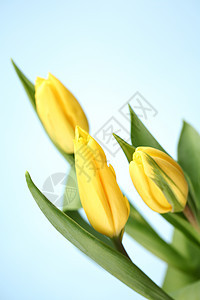 黄色郁金香花束快乐花朵婚礼卡片季节横幅植物叶子花瓣图片