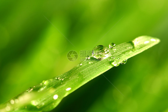 树本背景刀刃生长环境雨滴草本植物水滴反射叶子阳光植物图片