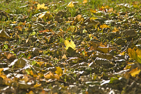 秋季多彩 - 树叶正在坠落图片