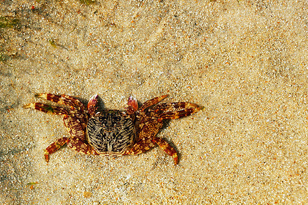 美丽的橙色螃蟹躺在沙滩上图片