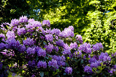 光度植物群树木花园植物区系植物学绿色花朵季节花束图片
