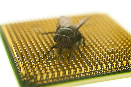 飞电子产品小眼记忆电脑宏观昆虫互联网翅膀联系动物图片