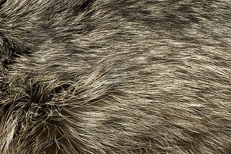 极地狐毛 作为背景有用皮肤毛皮条纹尾巴狐狸荒野情调野生动物皮毛头发图片
