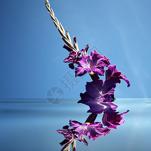 角力花期鸢尾花花园植物群雌蕊季节园艺紫色花瓣复数图片