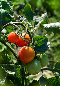 新鲜有机番茄植物绿色圆形花园蔬菜收成杂货店叶子生产红色图片