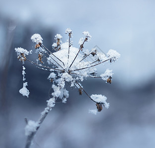 冰冻的花朵水晶天气白色雪花植物群季节冻结植物枝条温度图片