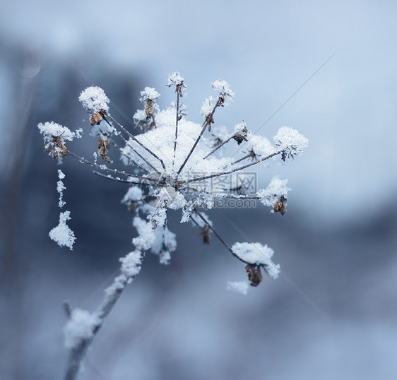 冰冻的花朵水晶天气白色雪花植物群季节冻结植物枝条温度图片