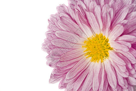 金菊或菊花的宏图片