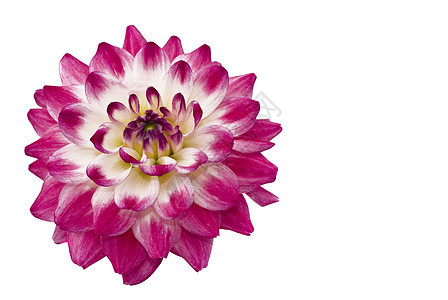 紧贴美丽的粉红色大丽花植物群植物生长季节宏观紫色快乐园艺花瓣植物学图片