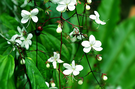 白花5图片