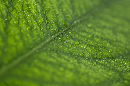 绿叶 带水滴静脉绿色飞沫植物雨滴环境图片