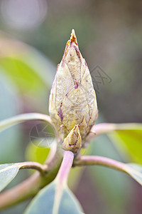 春天的一棵树宏观植物学生长植物照片树叶植物群叶子区系花朵背景图片