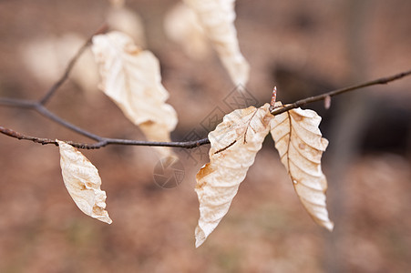 春天的一棵树照片区系枫叶生长木头树叶植物学植物植物群叶子图片