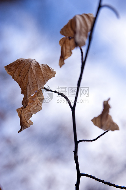 春天的一棵树叶子宏观植物生长照片枫叶树叶植物学区系木头图片