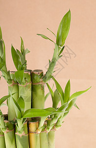 幸运竹竹厂财富风水繁荣生长绿色树叶运气手杖植物植物群图片