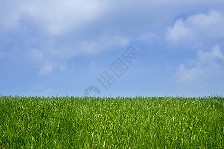 绿草和蓝天空草地太阳牧场宏观天气蓝色国家射线天空晴天图片