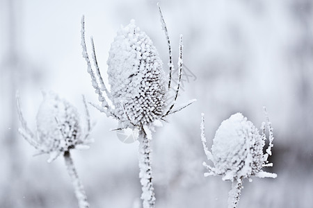 雪覆盖的茶叶图片