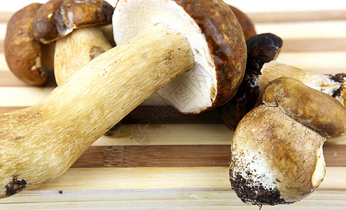 蘑菇     波西尼 博利特斯植物肉汁常委鉴别运动橡木食物种植者菌类蔬菜图片