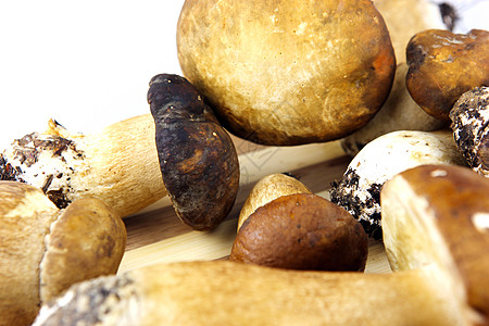 松露酱素鹅蘑菇     波西尼 博利特斯食物菌类植物食谱牡蛎生长橡木鉴别栽培肉汁背景