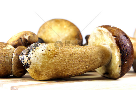 蘑菇     波西尼 博利特斯食谱食物肉汁种植者运动植物猪排菌类生长孢子图片
