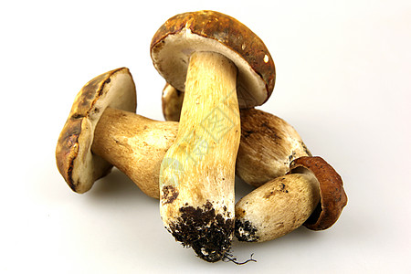 松露酱素鹅蘑菇     波西尼 博利特斯栽培蔬菜猪排菌类肉汁种植者孢子运动生活植物背景