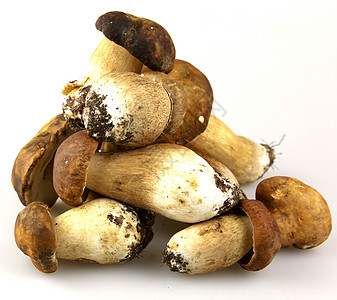 松露酱素鹅蘑菇     波西尼 博利特斯孢子生活食谱肉汁菌类橡木种植者栽培常委运动背景
