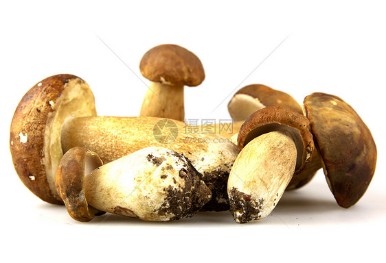 蘑菇     波西尼 博利特斯蔬菜生活生长食谱菌类肉汁牡蛎植物食物牛扒图片