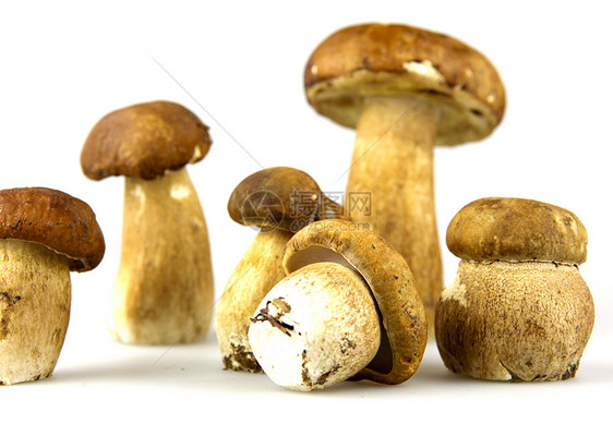 蘑菇     波西尼 博利特斯肉汁牛扒食物牡蛎常委蔬菜运动鉴别孢子橡木图片