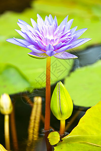 莲花花软垫花萼情调花瓣植物学核桃属生物学异国植物风化图片