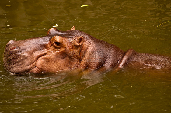 Hippo希波多马灰色哺乳动物动物河马动物园身体野生动物危险水陆棕色图片