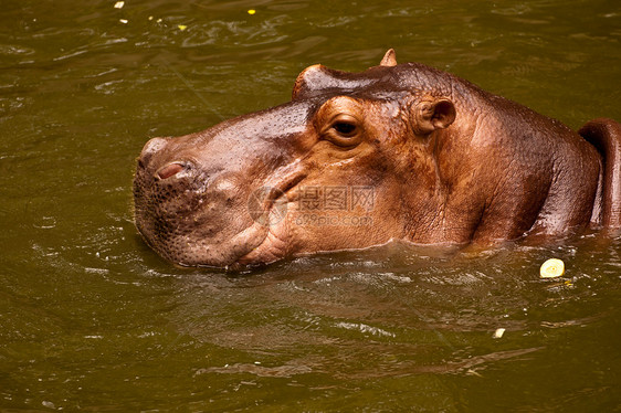 Hippo希波多马身体动物野生动物动物园水陆哺乳动物棕色河马灰色危险图片