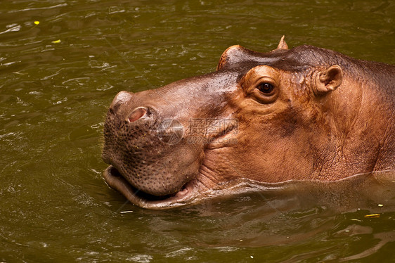 Hippo希波多马动物园动物哺乳动物河马水陆危险身体野生动物灰色棕色图片