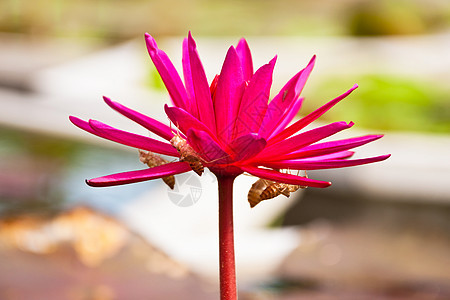 莲花花花瓣情调生物学百合莲花状植物灌木花园软垫花萼图片