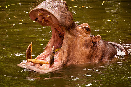 Hippo希波多马哺乳动物身体灰色动物野生动物水陆危险河马棕色动物园图片