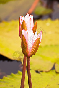 莲花花生物学莲花状花萼核桃属花瓣软垫灌木植物植物学荷花图片