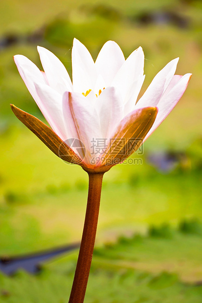 莲花花核桃属情调荷花风化花园生物学花瓣灌木软垫花萼图片