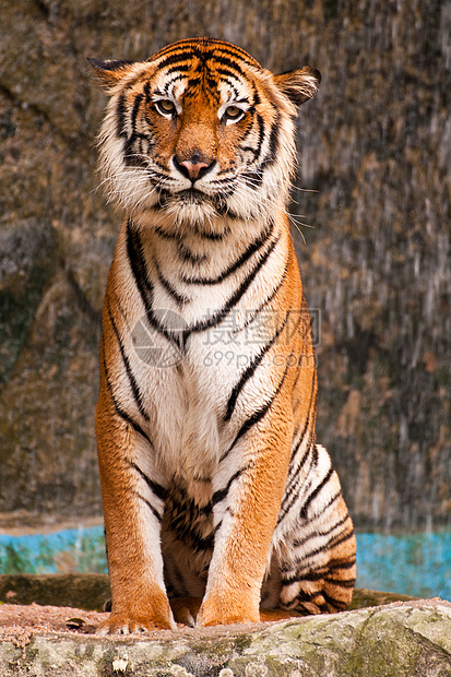 孟加拉虎侵略野生动物老虎眼睛愤怒动物园食肉捕食者猎人哺乳动物图片