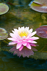 莲花花花园荷花花瓣植物风化植物学异国生物学情调核桃属图片