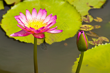 莲花花莲花状花萼风化花瓣异国花园软垫生物学核桃属叶子图片