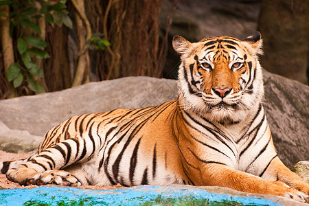 孟加拉虎荒野丛林侵略野生动物老虎橙子猎人眼睛危险动物园图片