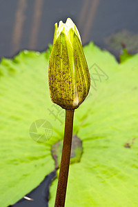 莲花花生物学百合核桃属花萼情调叶子花瓣软垫风化荷花图片