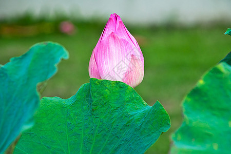 莲花花花萼核桃属植物学莲花状灌木花瓣异国叶子生物学花园图片