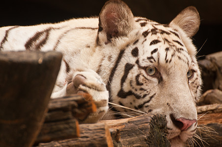 白虎食肉生活动物鼻子动物园荒野毛皮眼睛条纹危险图片